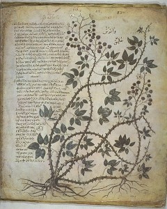 Fra manuskript i Wien, Codex med. Kilde: Wikimedia common