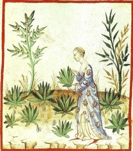 Kvinne som samler legende urter. Kilde: Wikimedia common