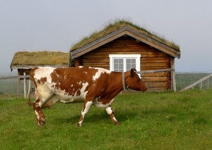 Det er godt å være ku i Såttåhaugen.