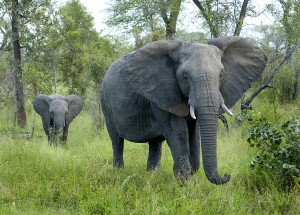 Elefanteri flokker på flere enn ti opplevde vi to ganger, den ene gangen like ved der vi bodde.
