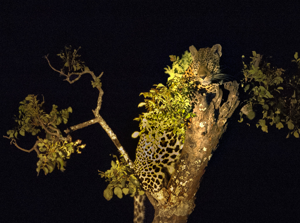 Den afrikanske natten er bekmørk, og det er en spesiell opplevelse å få se en leopard i et tre, bare et par meter unna, i lyset av en håndlampe.