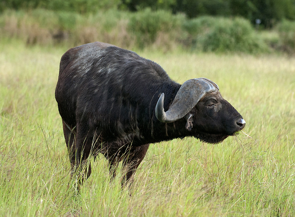 Den afrikanske bøffelen kan ligne på harmløst storfe. Men skal tas på alvor, den angriper uten forvarsel.